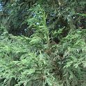 X Cupressocyparis leylandii rameau